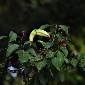 Birding in Bocas Del Toro